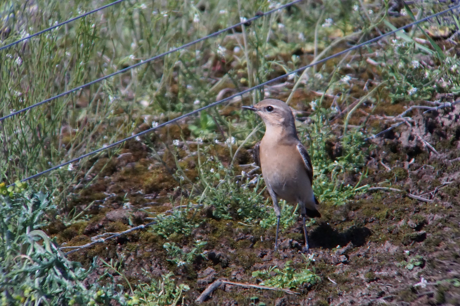 Wildlife sightings for 14th April 2022