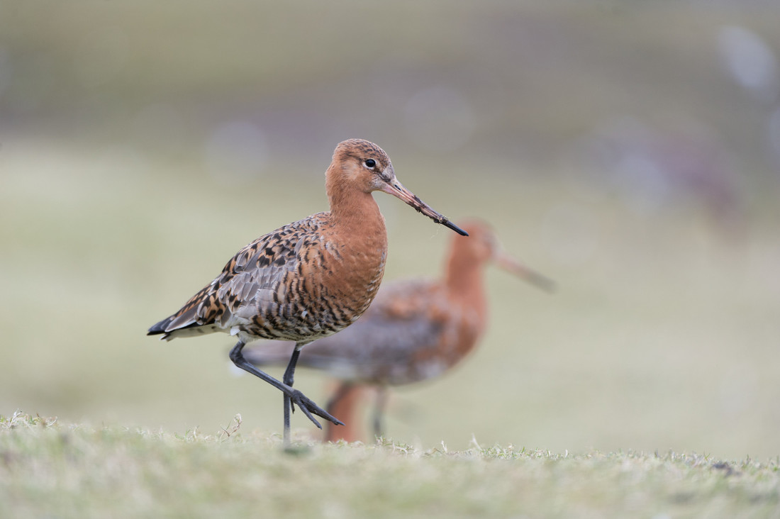 Wildlife sightings for 7th July 2021