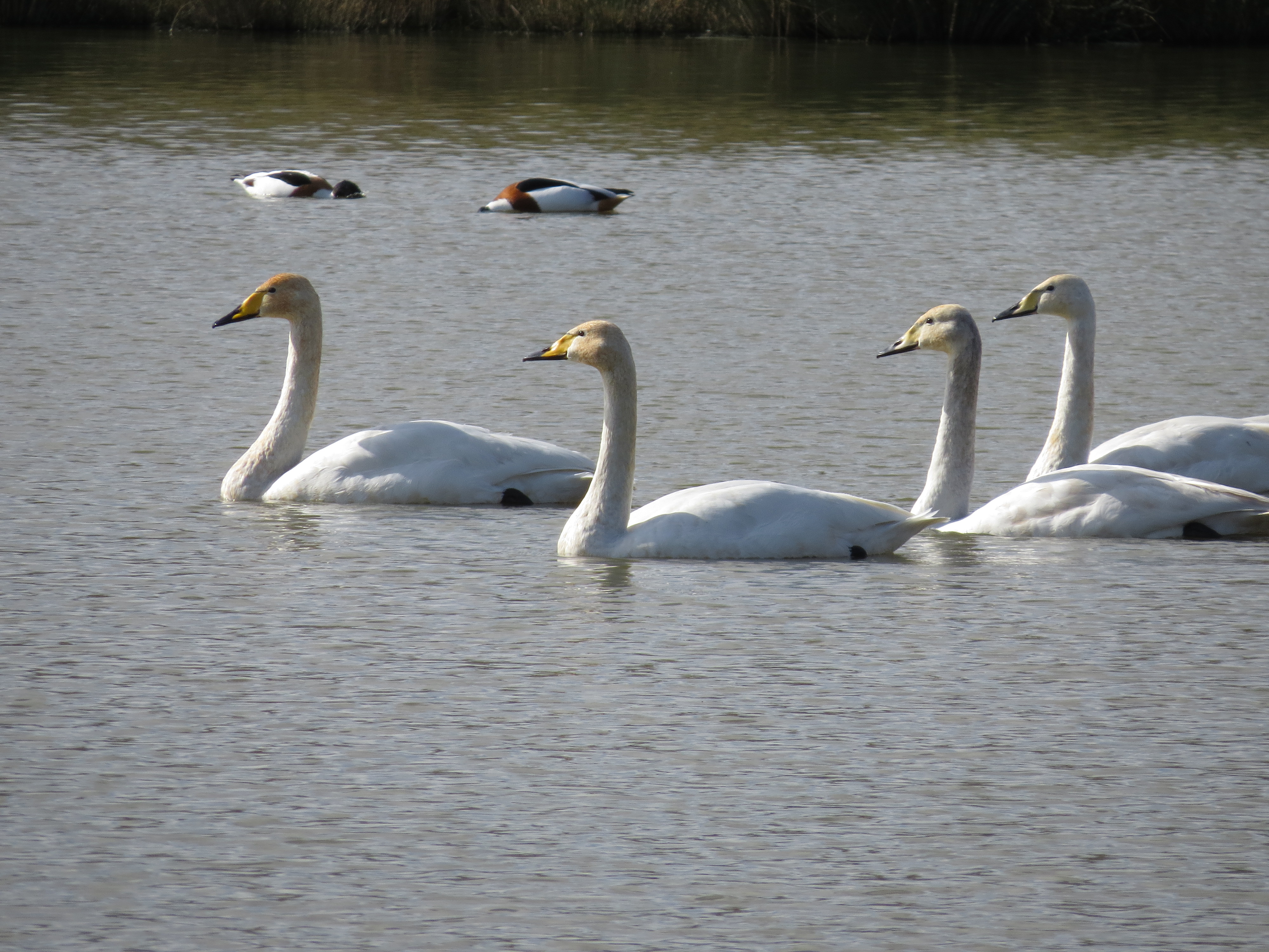 Wildlife sightings - 21/03/19