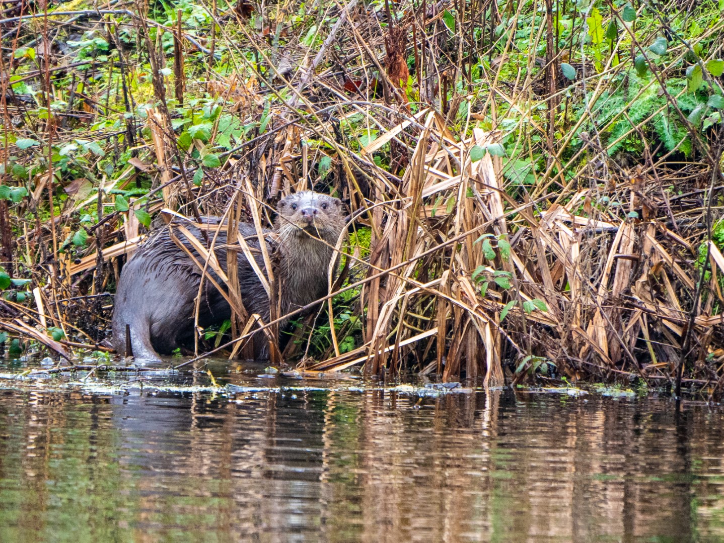 Recent sightings 20th - 22nd March