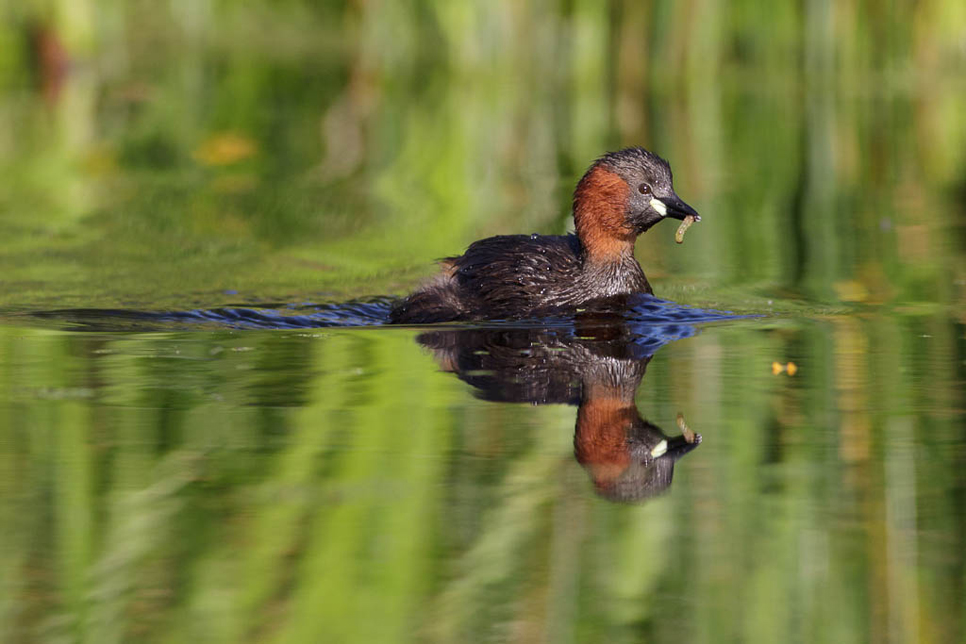 Wildlife Sightings - 29/08/19