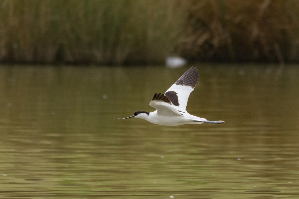 Wildlife sightings - 13/06/19