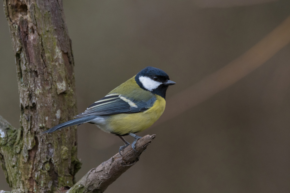 Wildlife Sightings- 23/01/2020