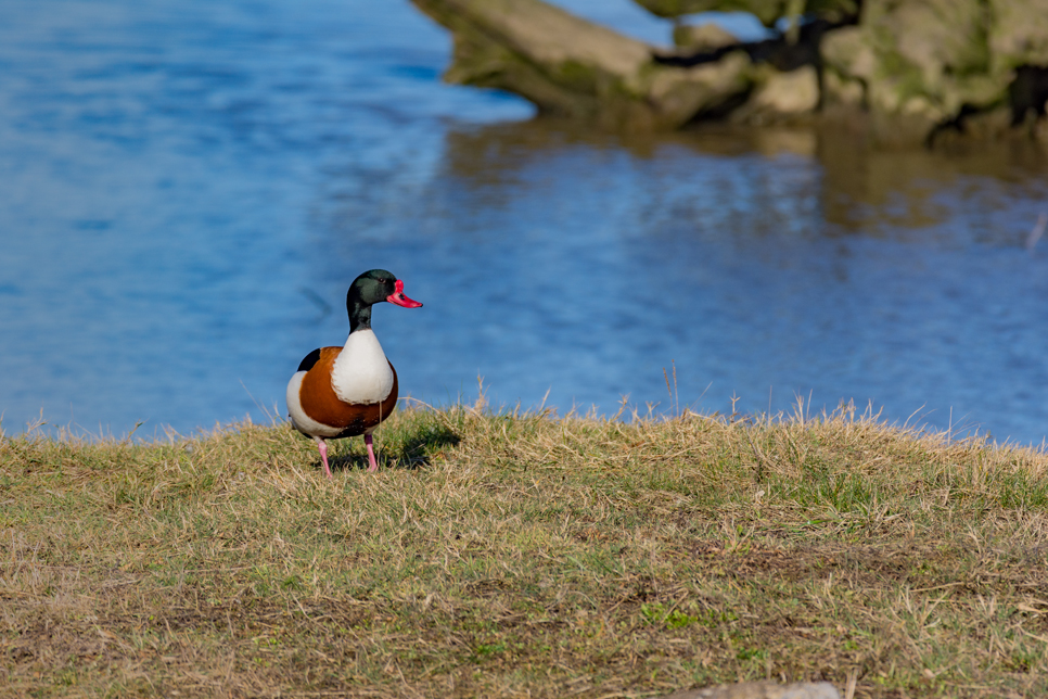 Wildlife Sightings - 05/10/19