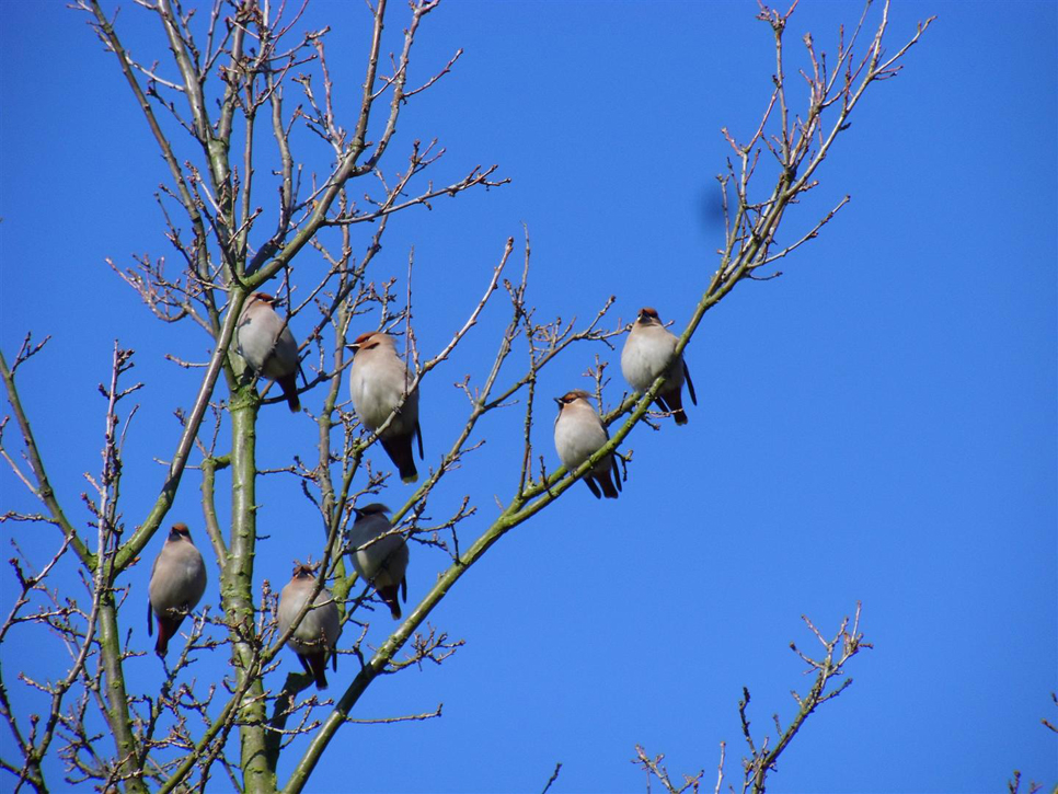 Wildlife Sightings for 14th February 2024