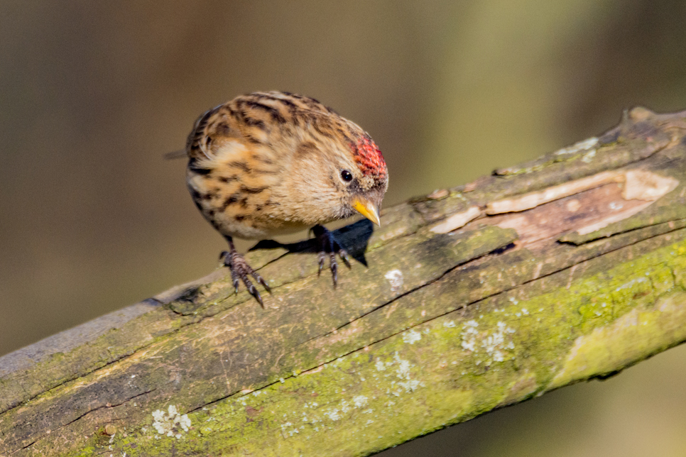 Wildlife sightings for 8th December 2020