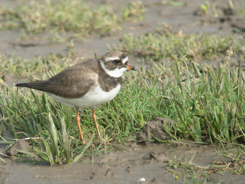 Wildlife sightings 13/04/19