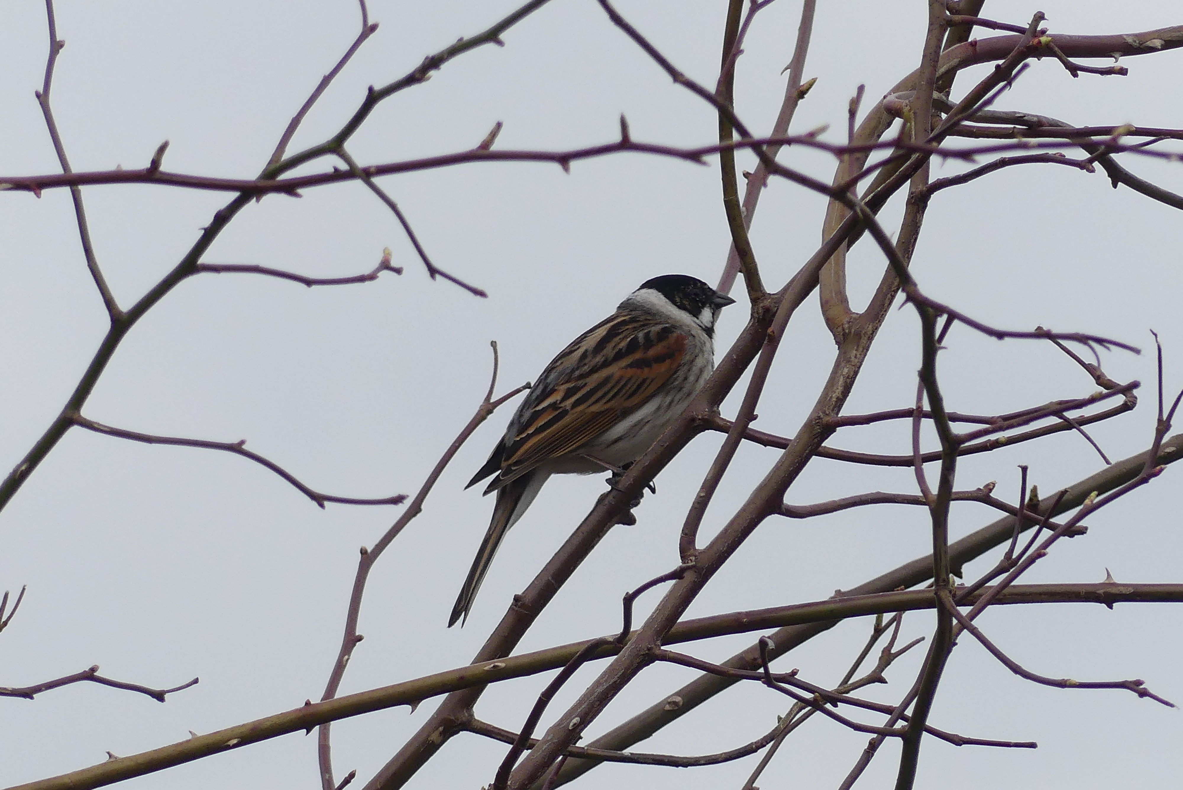 Singing Chiffchaff and Reed Bunting 