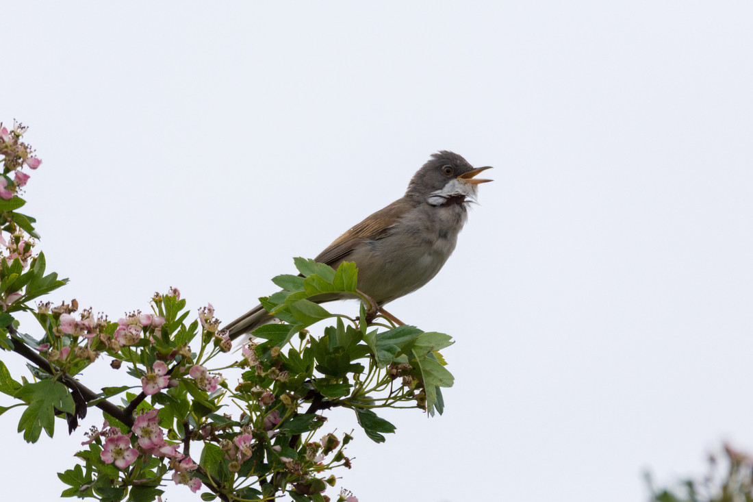 Whitethroat and Garden Warbler recorded 7th May 2020