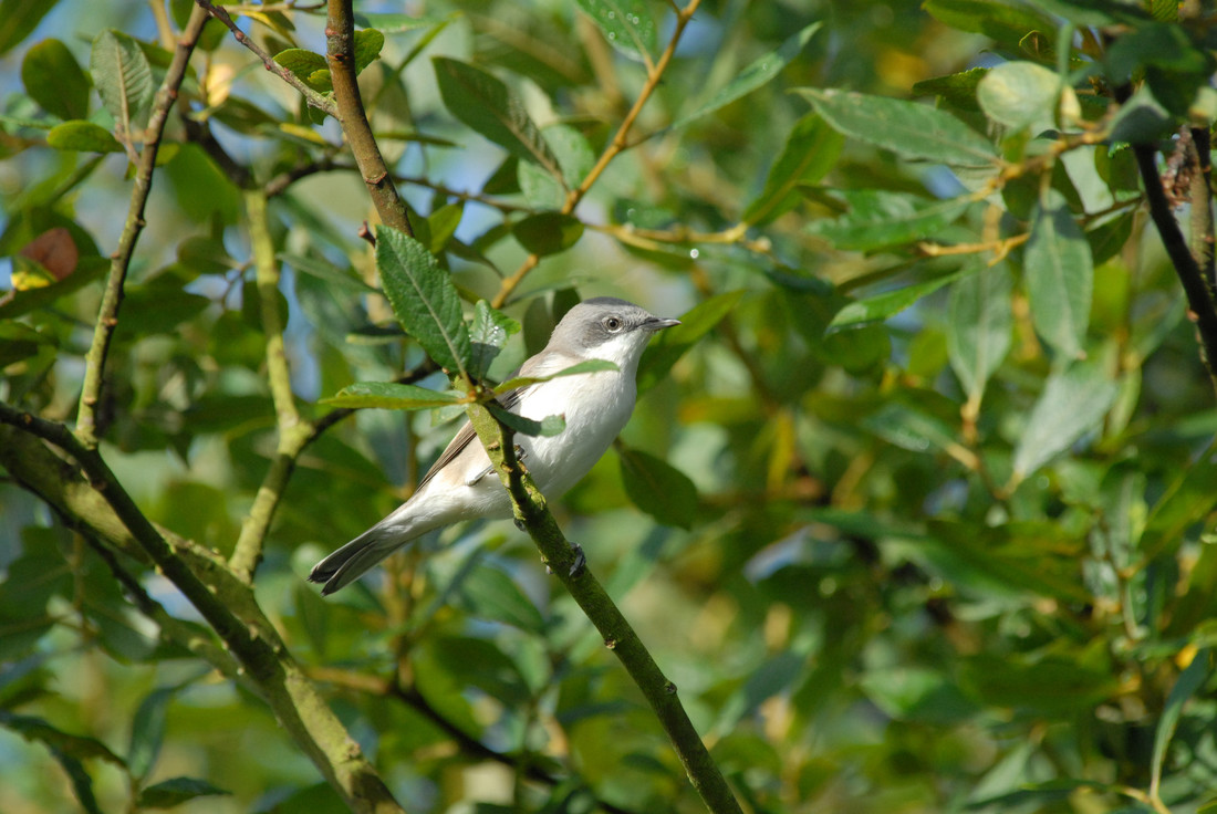 Wildlife Sightings for 8th September 2024