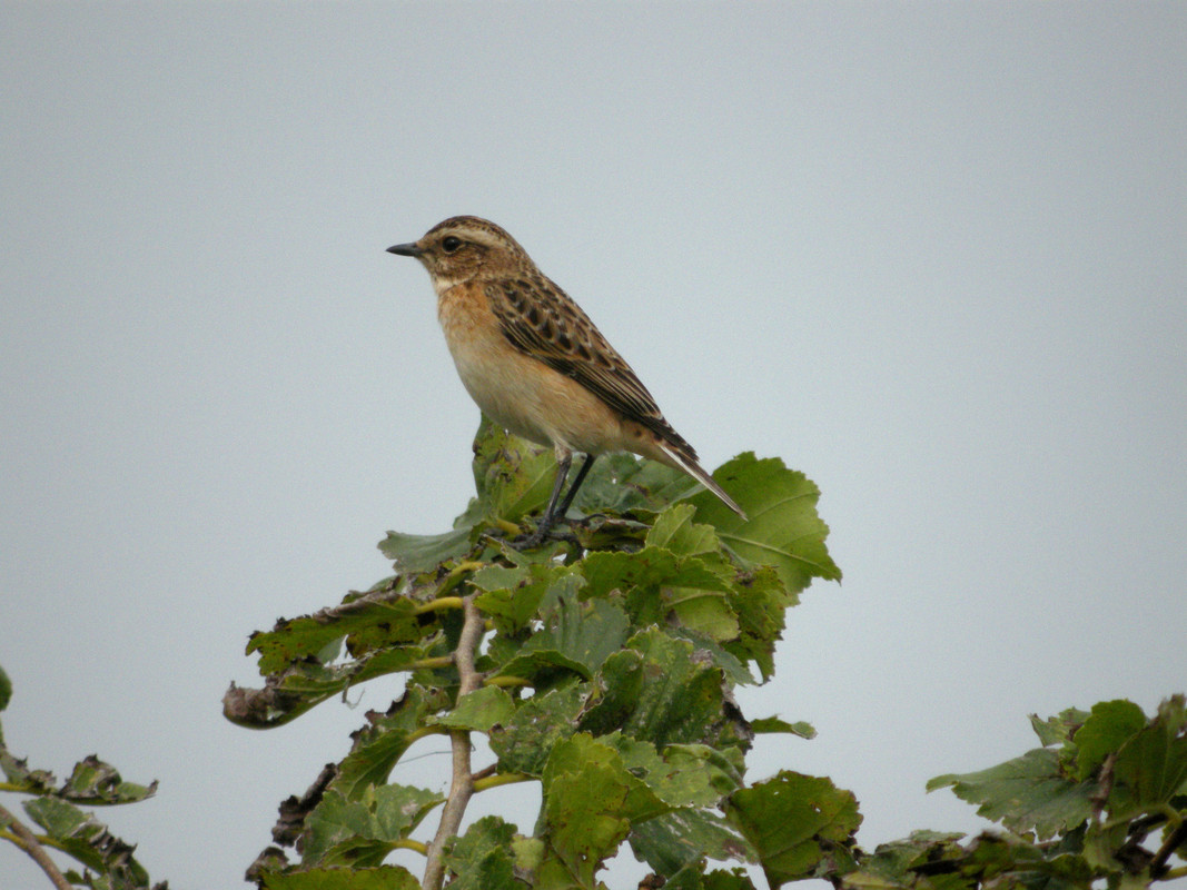 Wildlife sightings for 30th August 2021