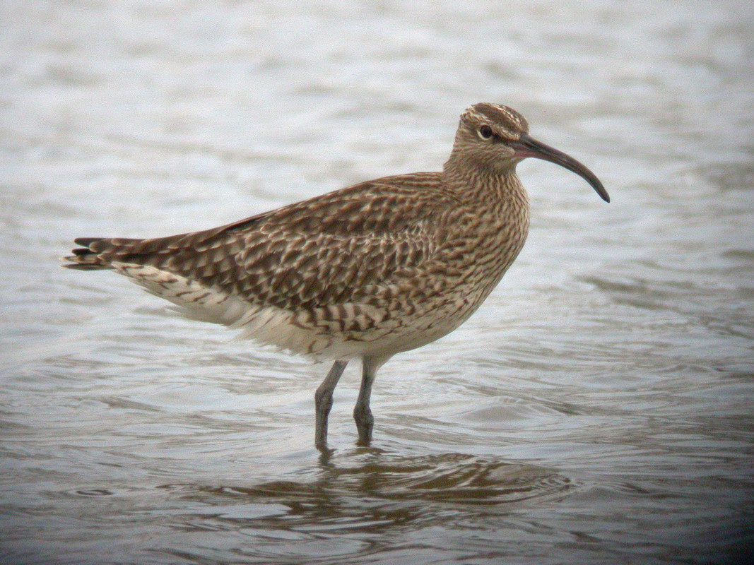 Wildlife sightings for 14th July 2023