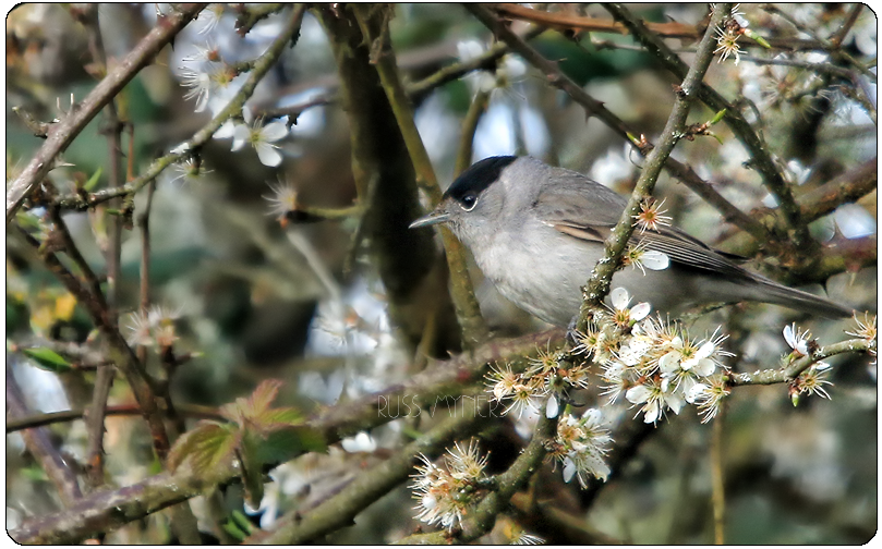 Recent sightings 23rd - 26th March