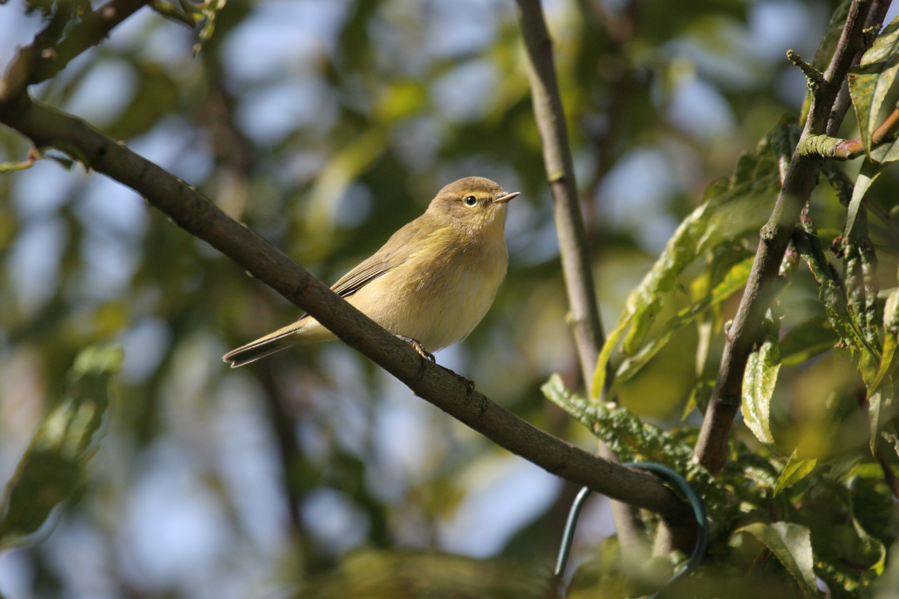 Chiffchaff singing