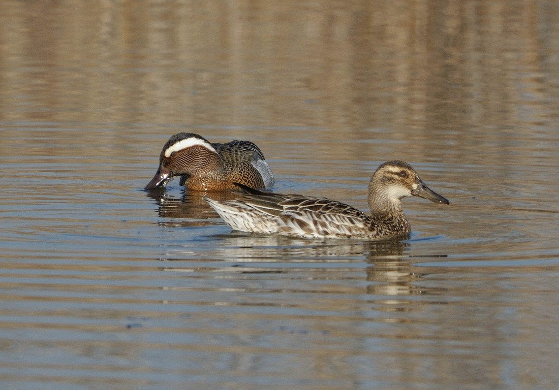 Wildlife sightings for 11th June 2022