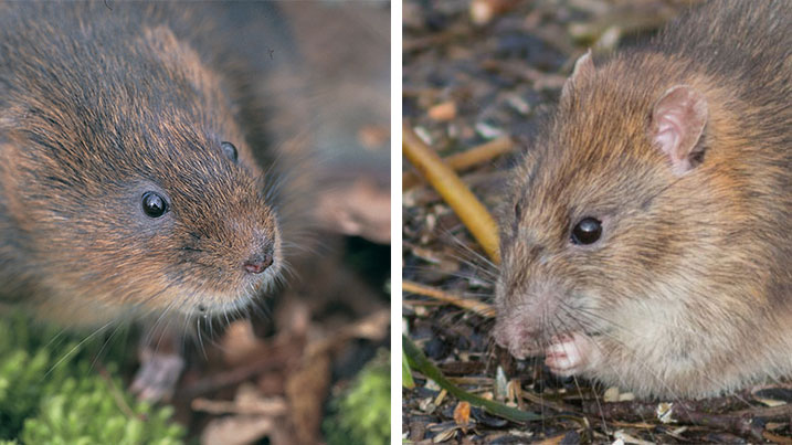 Water vole vs brown rat