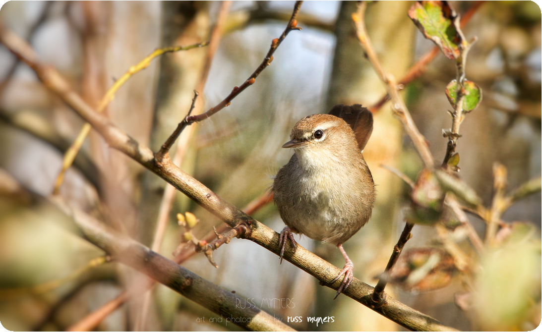 Recent sightings 27th - 29th March