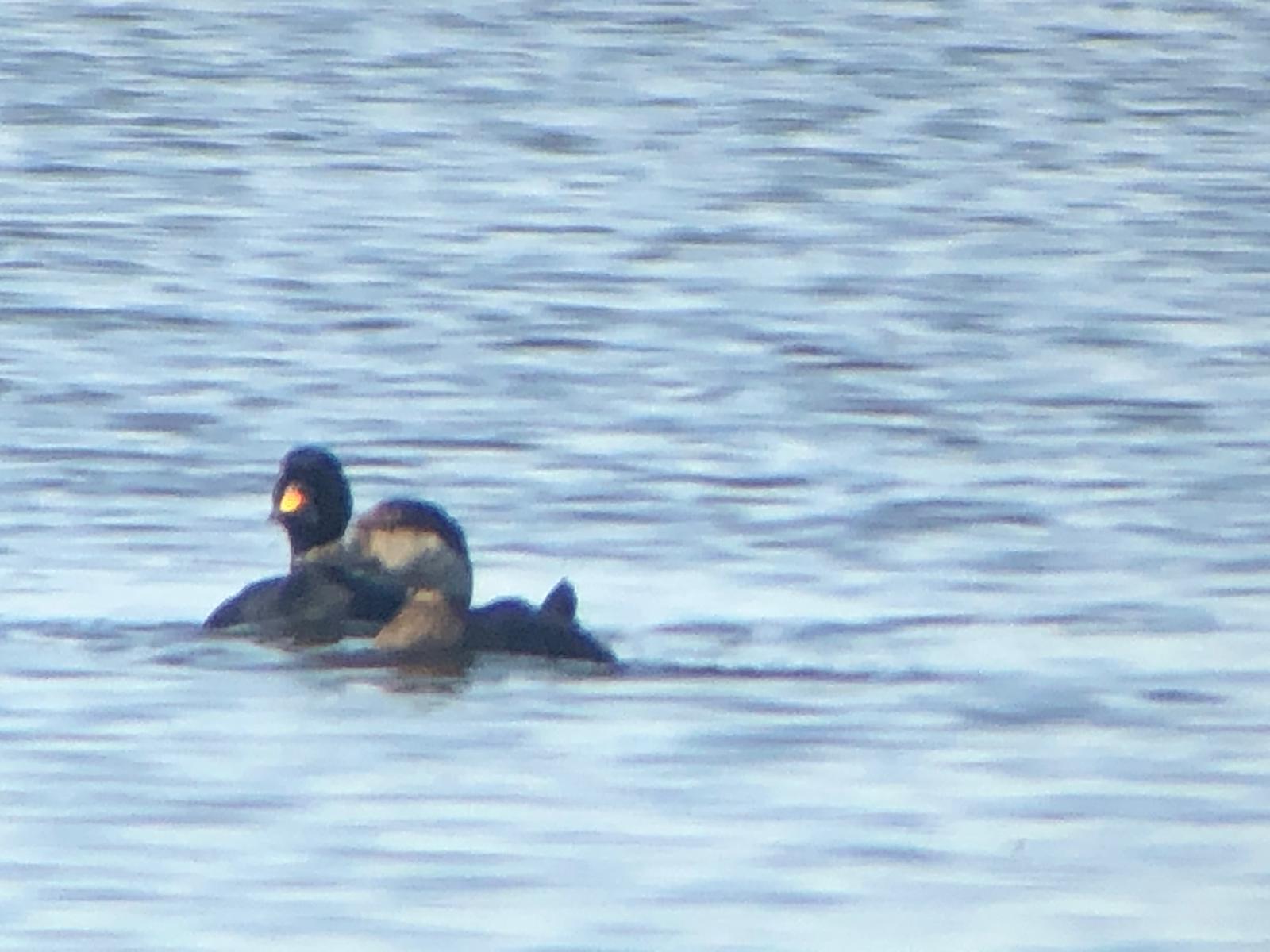 Common Scoter