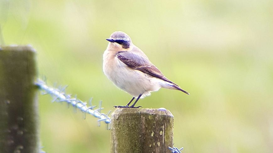 Wheatears arrive