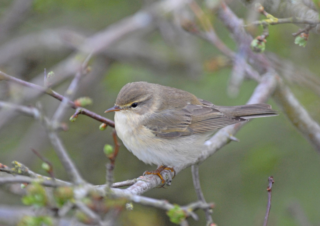 Wildlife Sightings for 21st August 2023