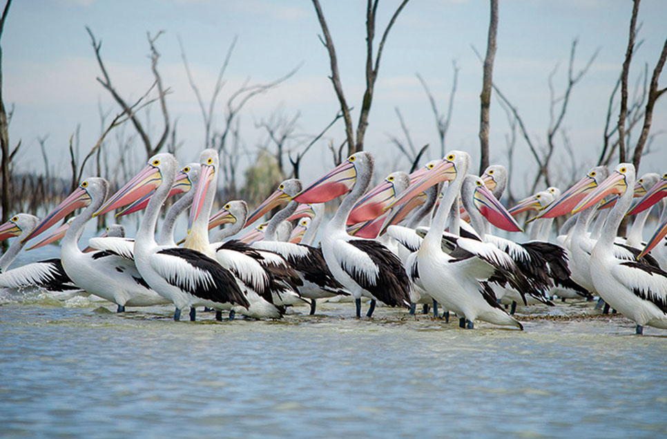 Our Planet - a wildlife series with a difference?