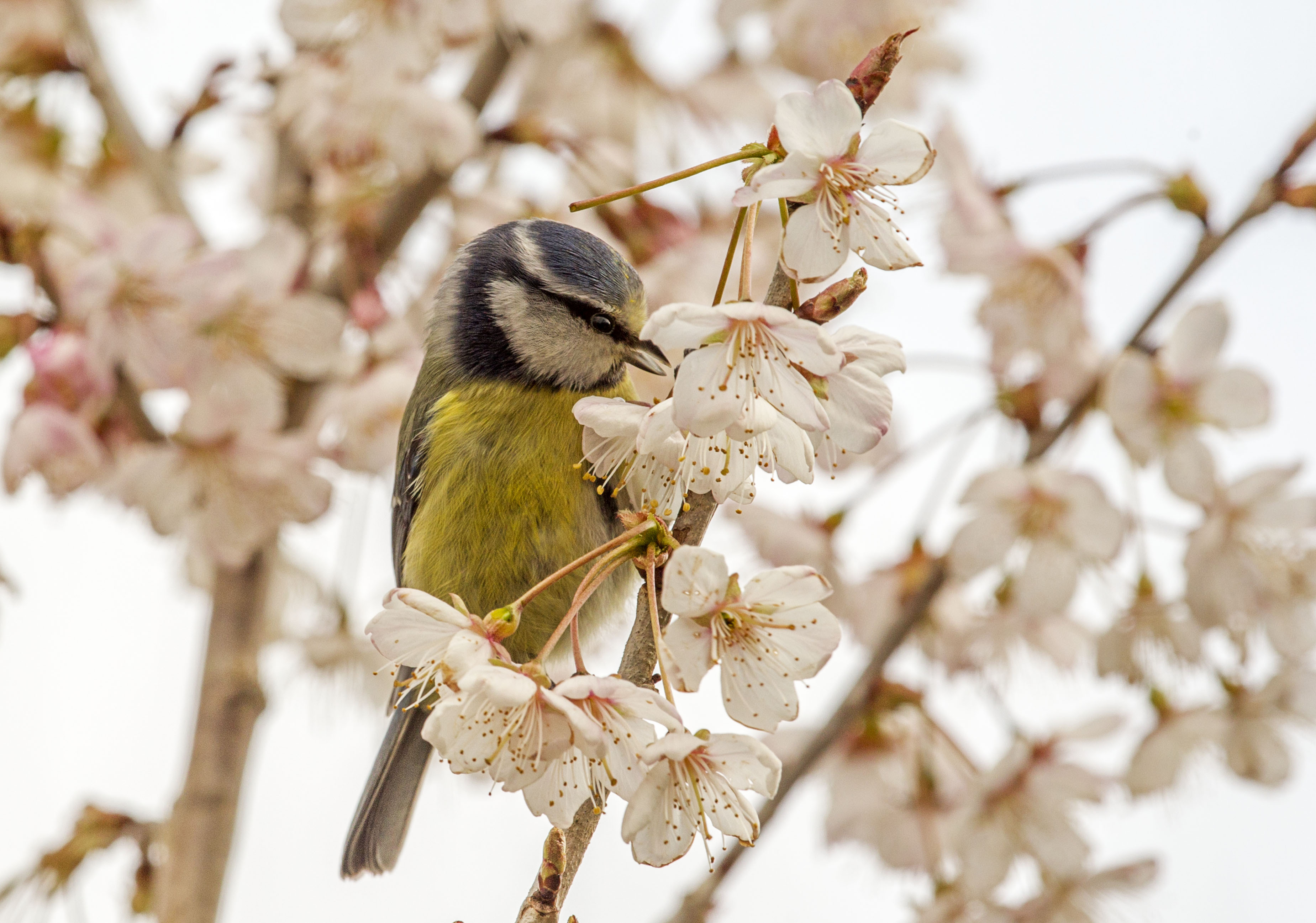 Wildlife Sightings for 20th February 2023