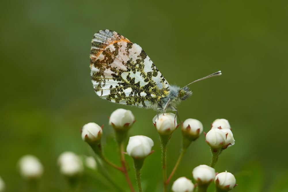 Welney sightings - 25/04/2020