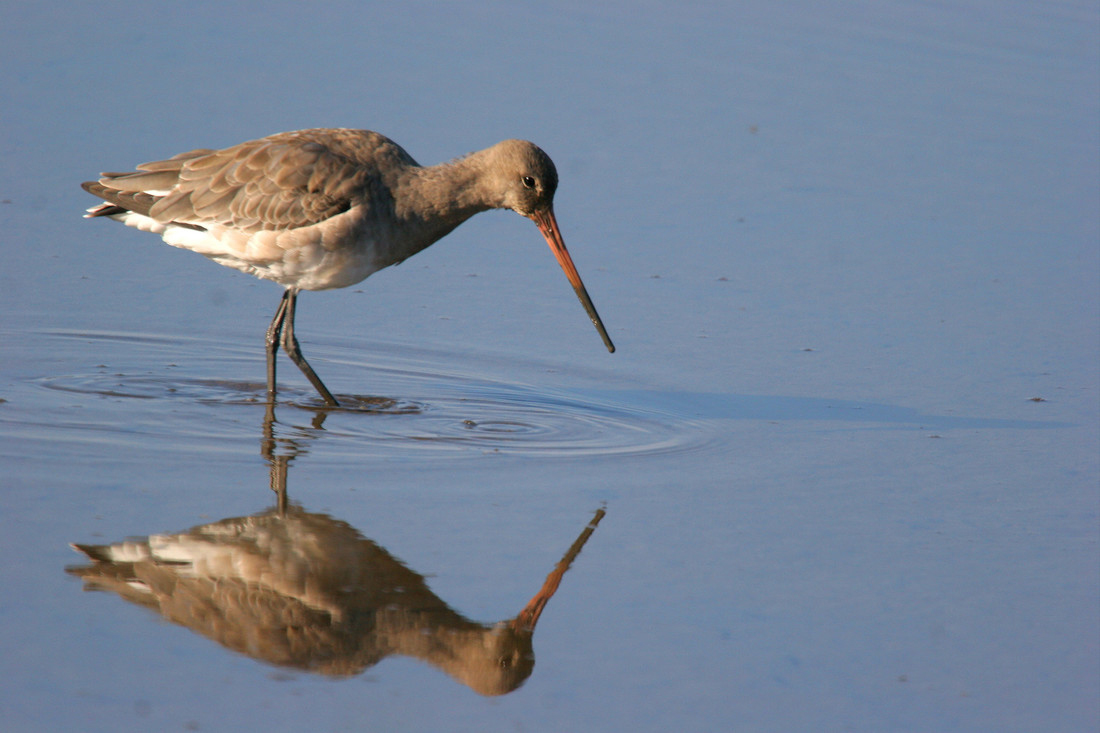 Today's sightings - 02/06/2019