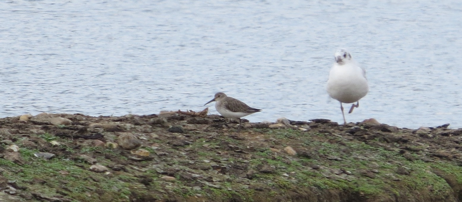 Dunlin on the main lake