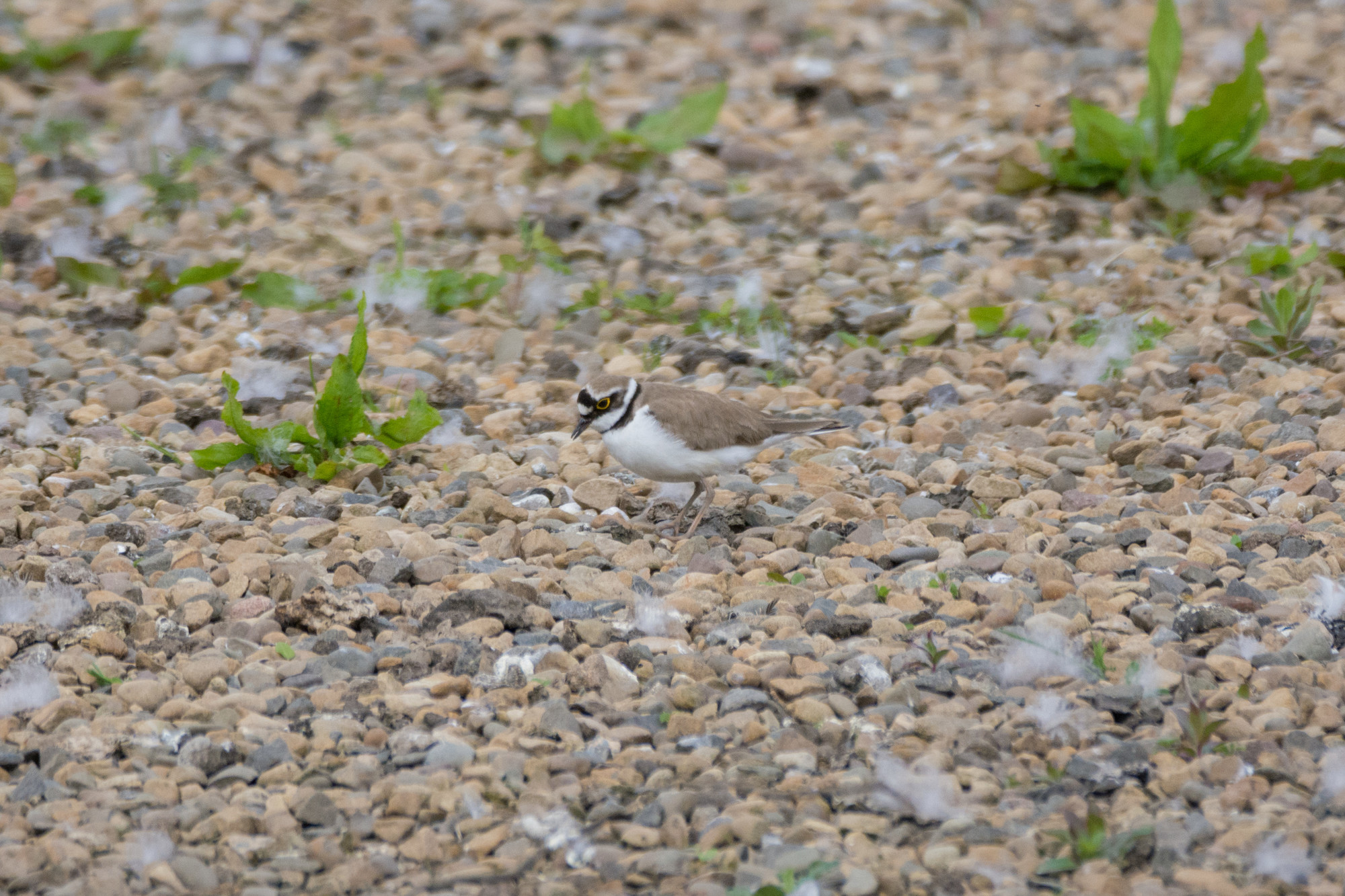 Wildlife Sightings - 05/05/2020