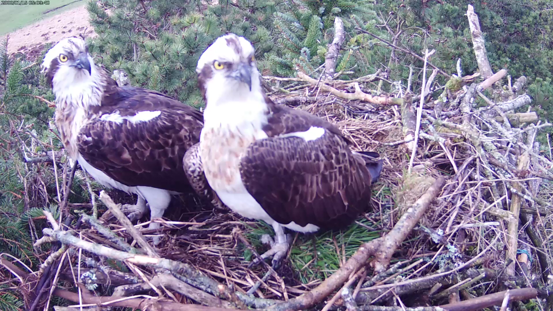 Swans depart, Ospreys return