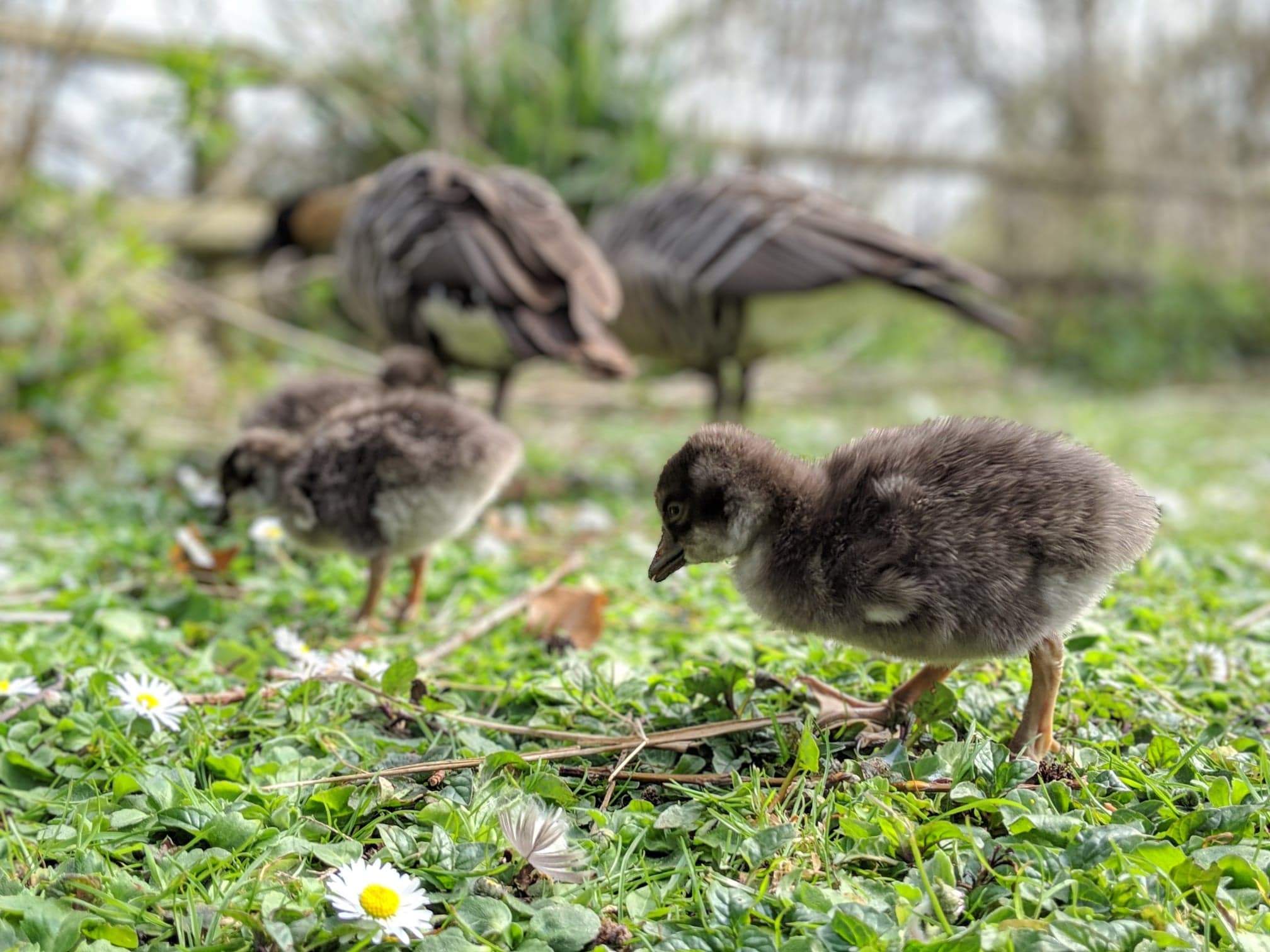 Nene goslings hatch at Martin Mere