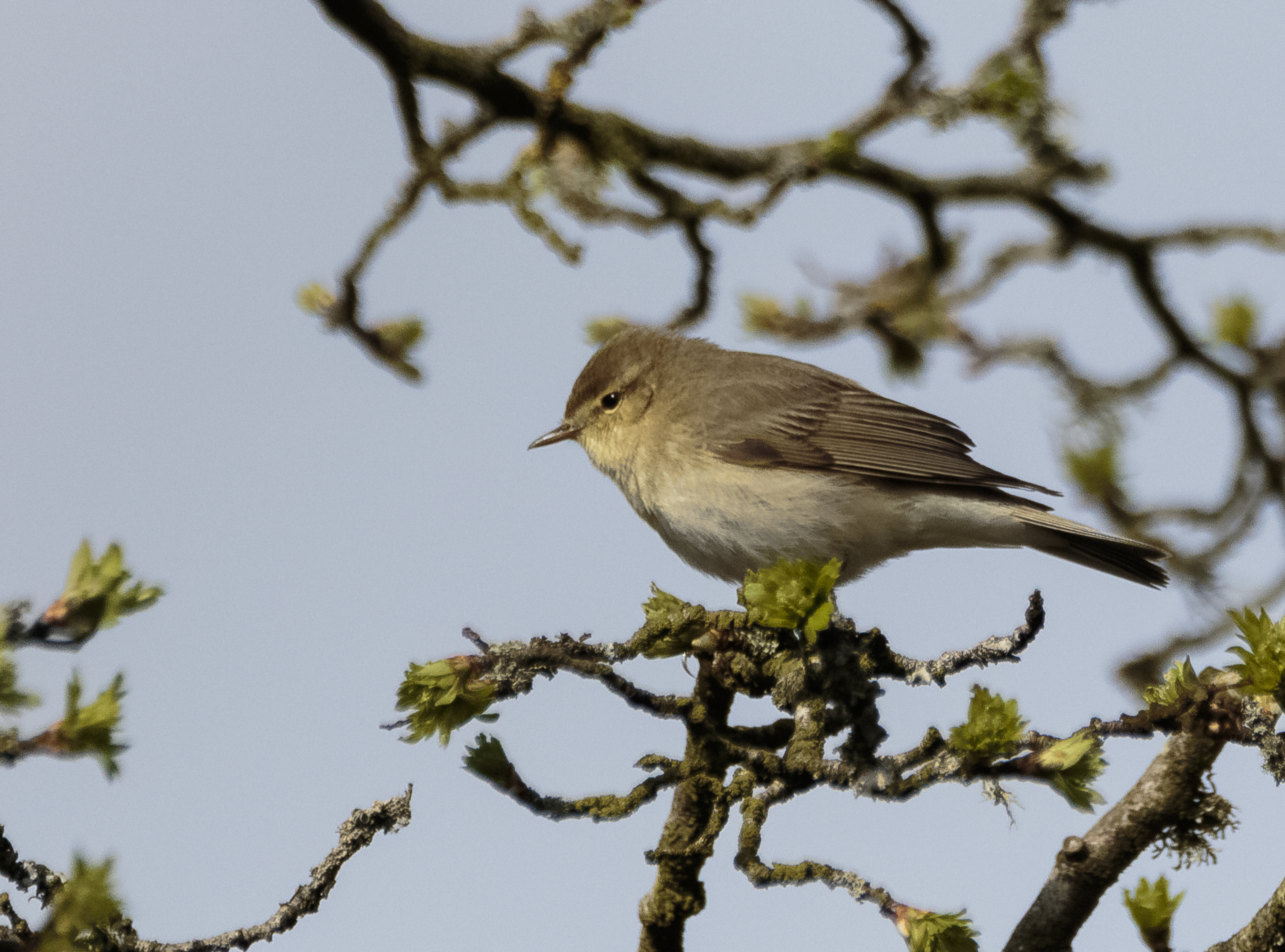 First Willow Warbler