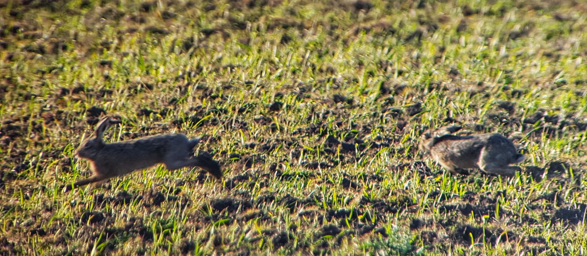 Grasshopper Warbler