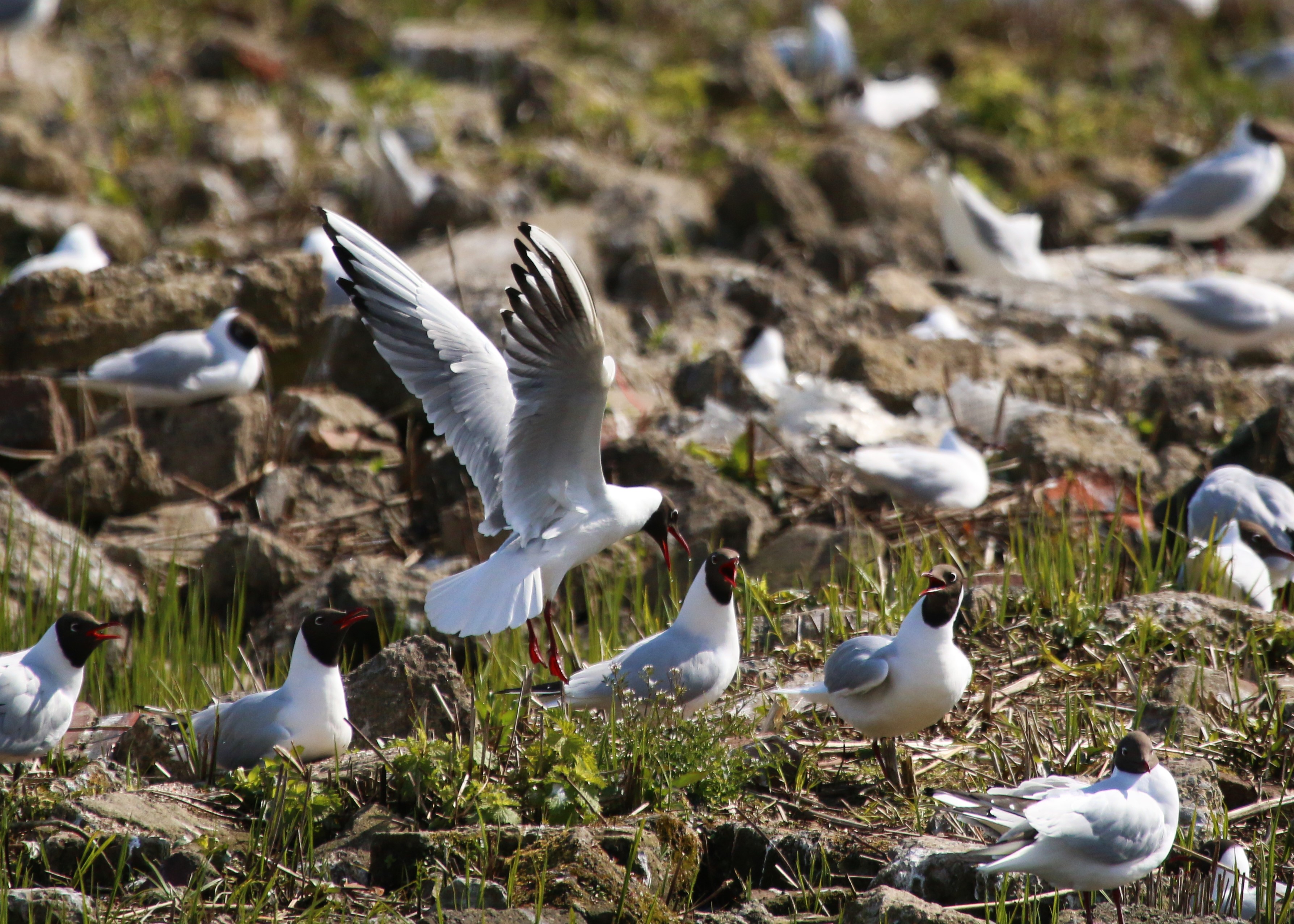 Recent sightings 10th -12th April