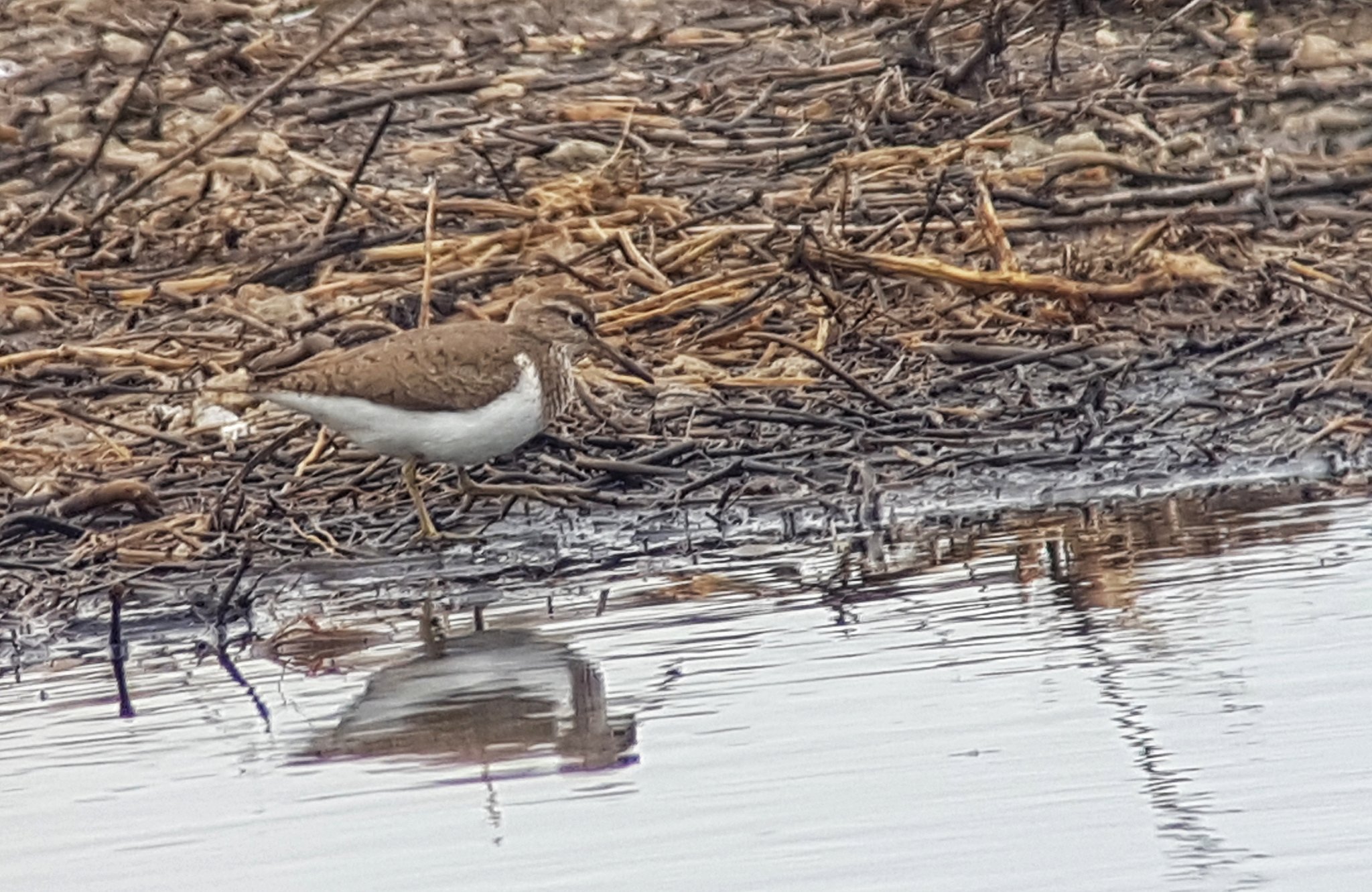 Sunshine and Sandpipers