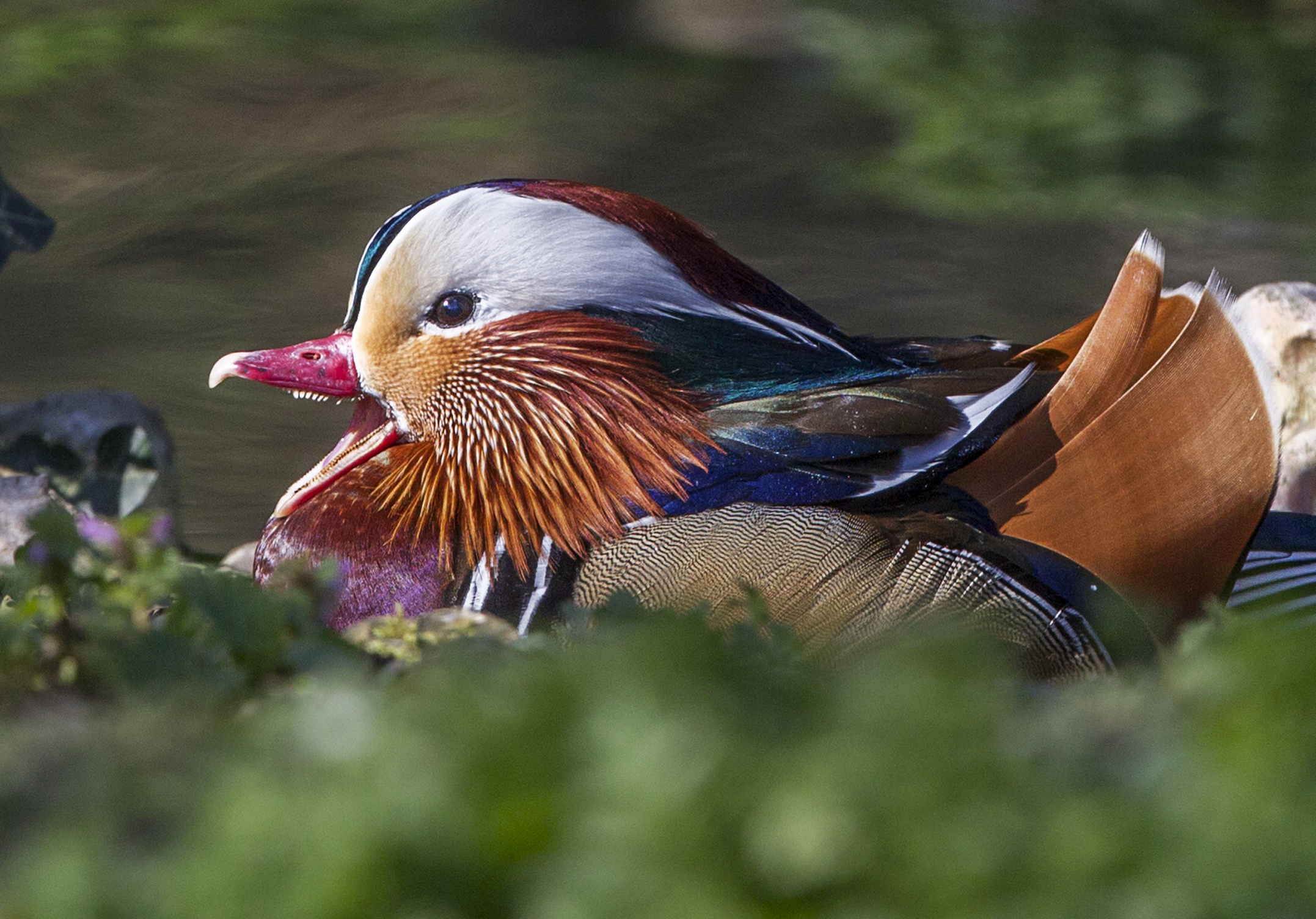 Wildfowl paired up and nesting