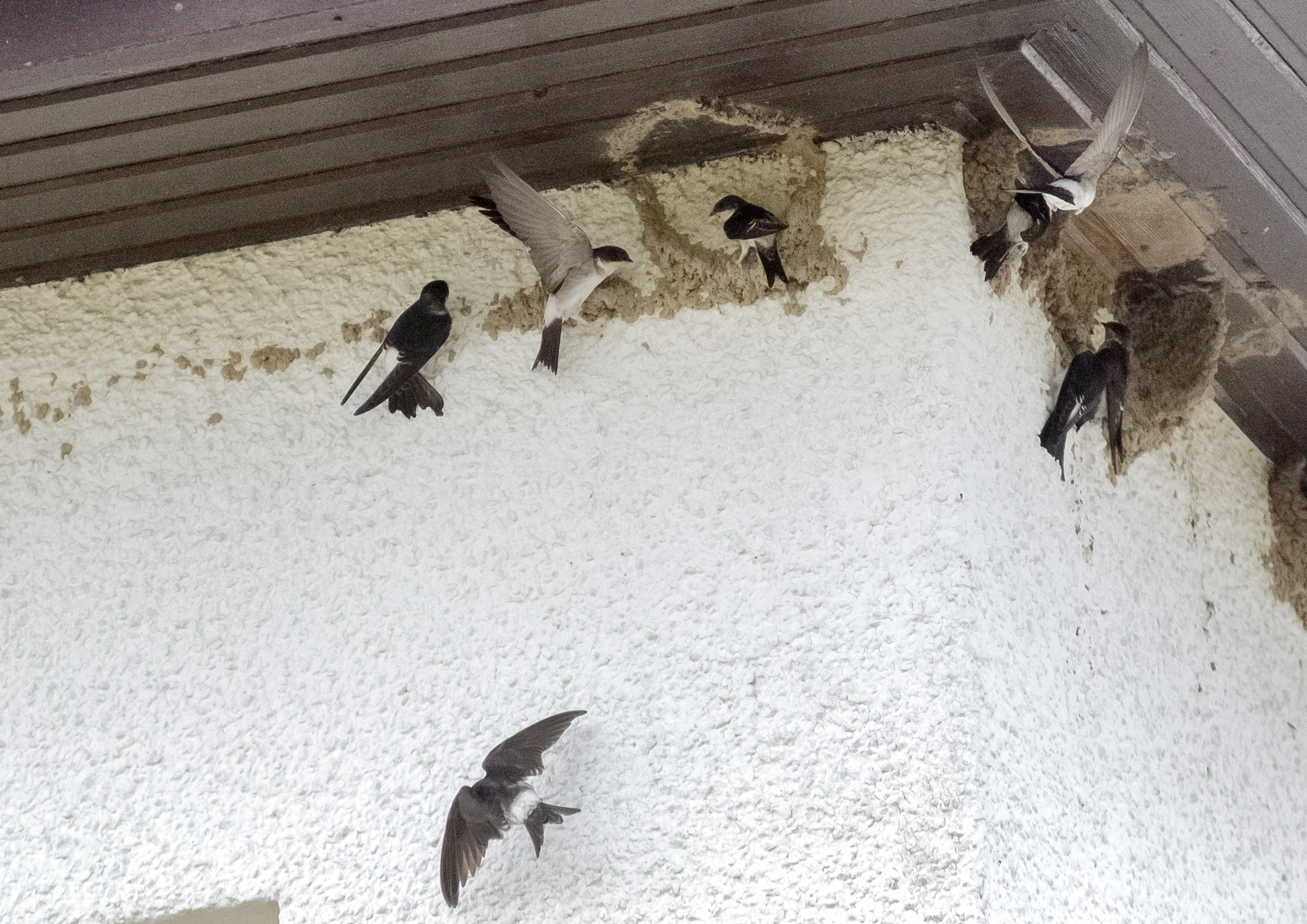 House Martins Nesting