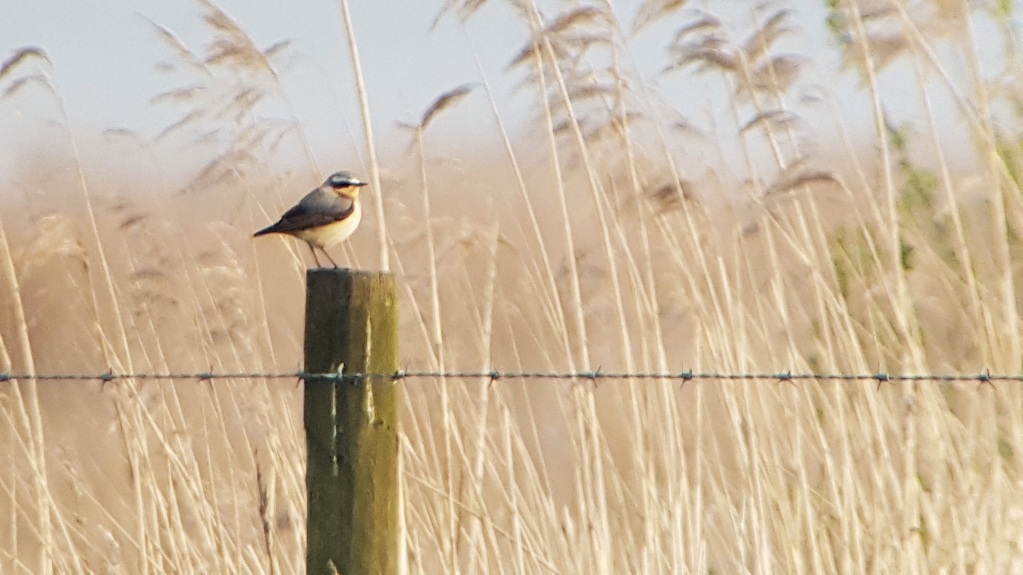 Wheatear influx