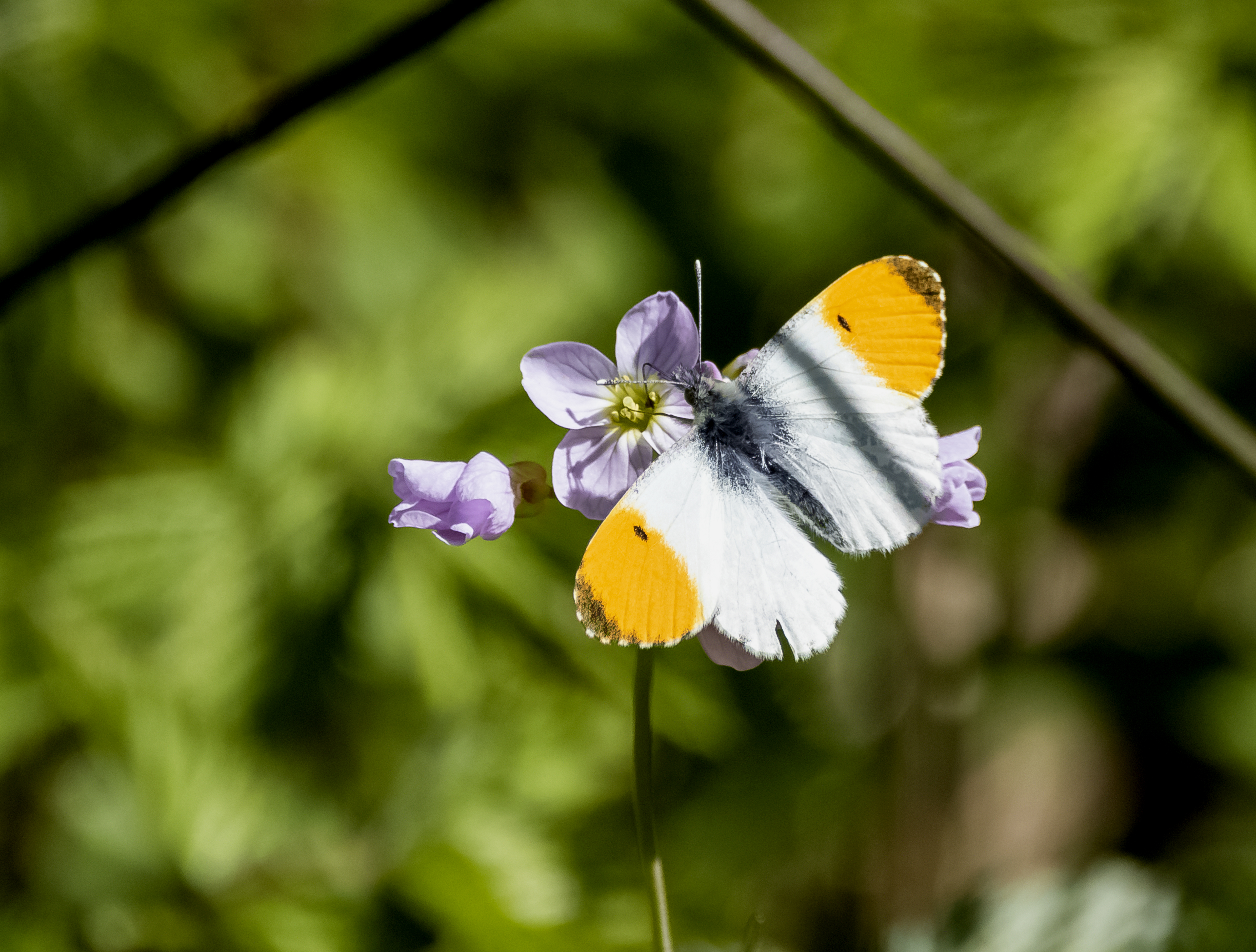 Butterflies, Barnacles & Pink-feet