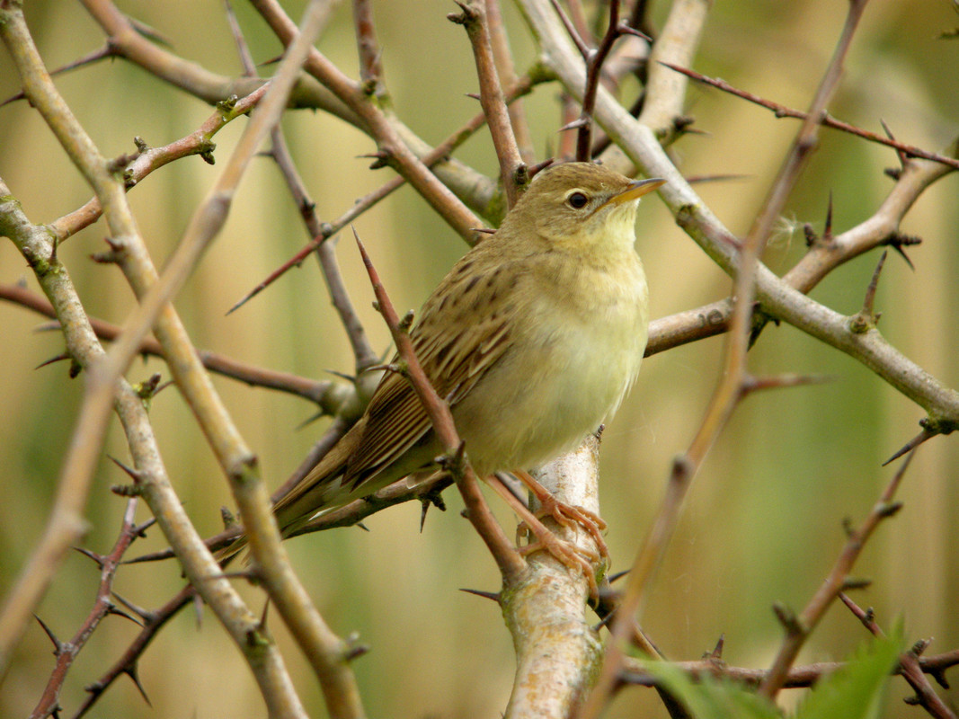 Grasshopper Warbler singing 12th May 2020