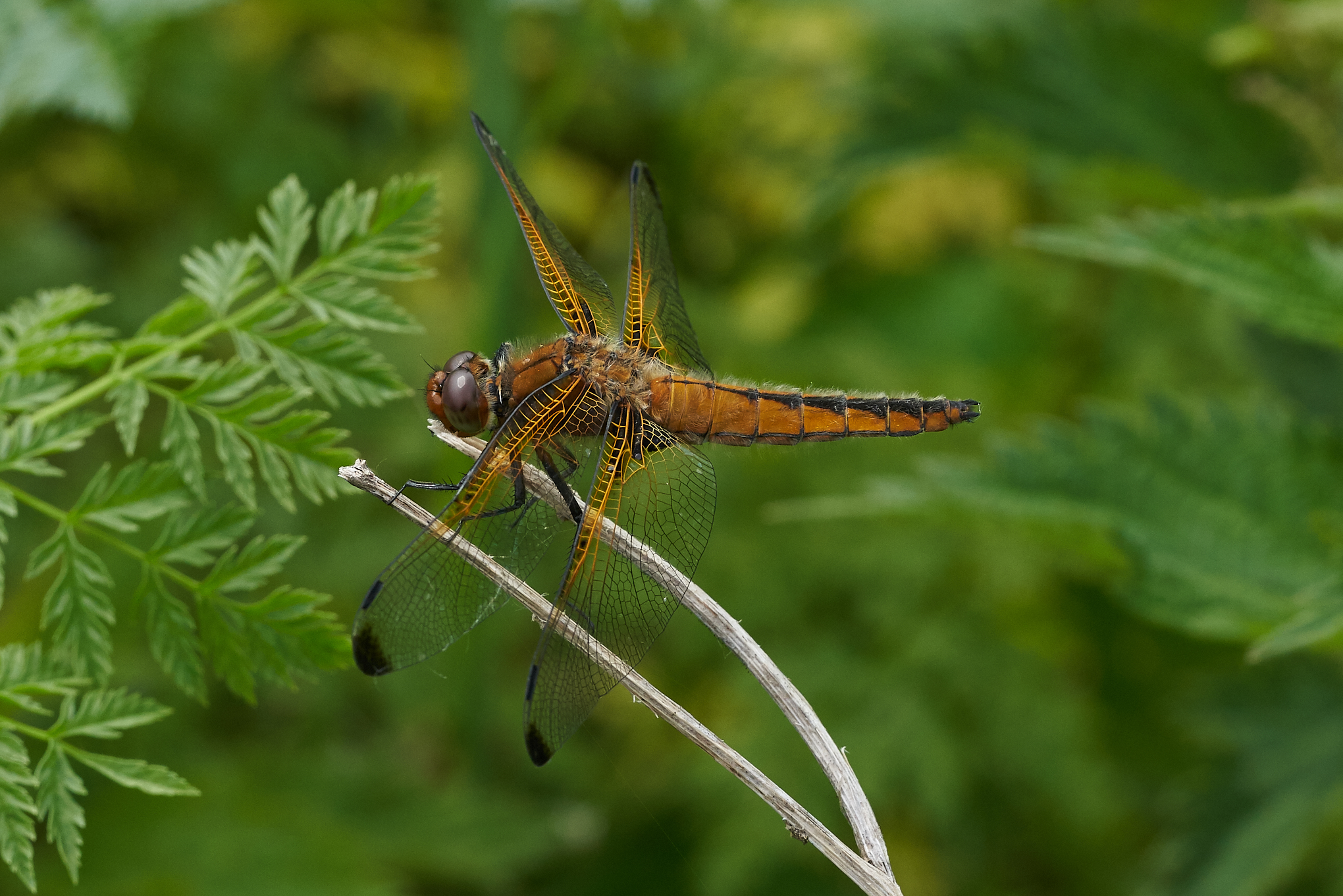 Today's sightings - 03/07/2019