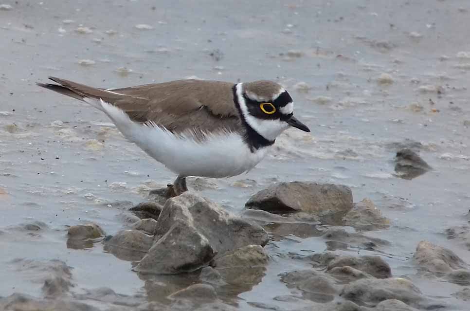 Little-ringed Plovers