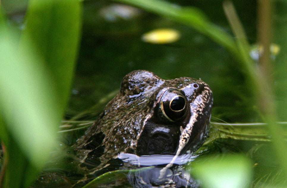 10 ways to add water to your garden that wildlife will love