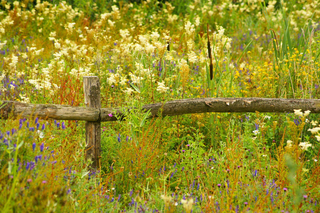 Fabulous wildflowers and Marsh Harrier update