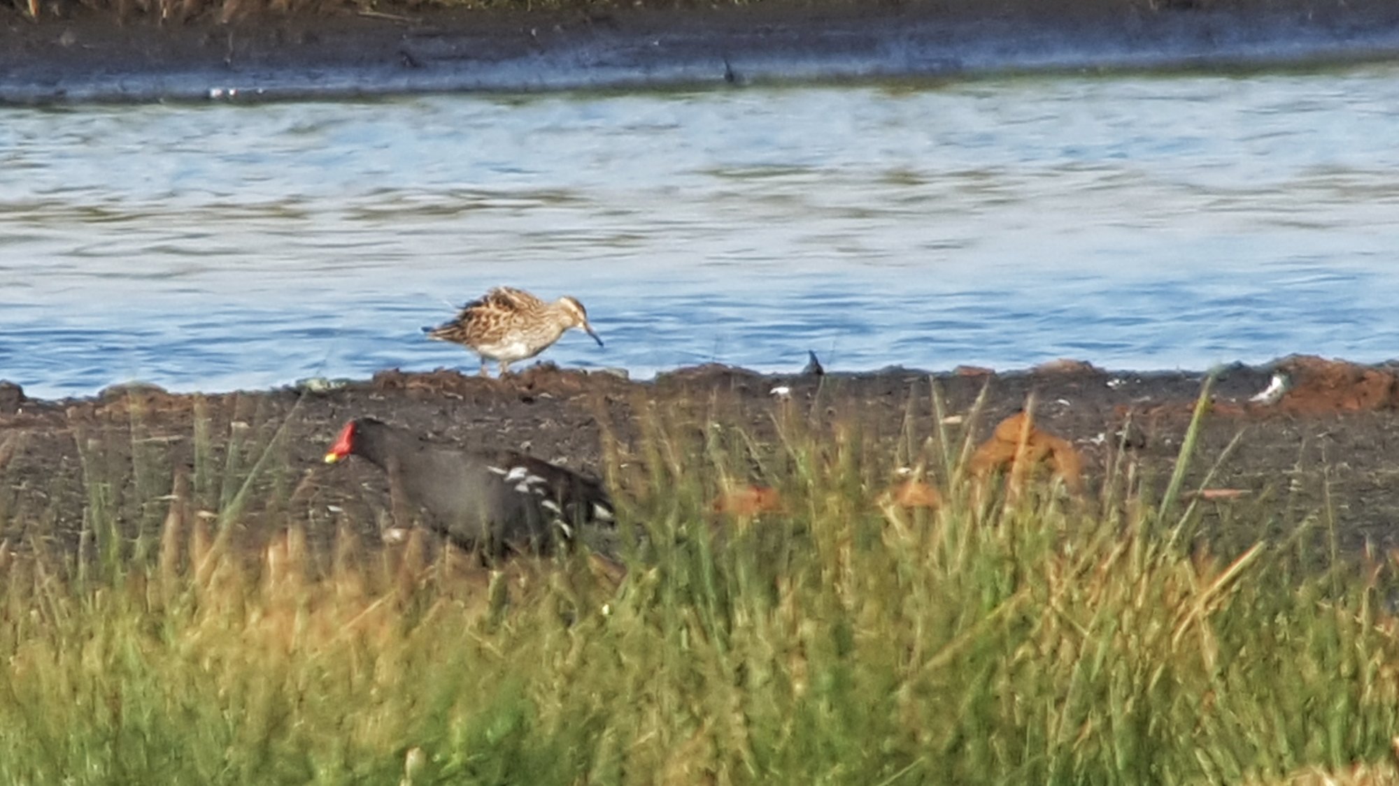 Pectoral Sandpiper