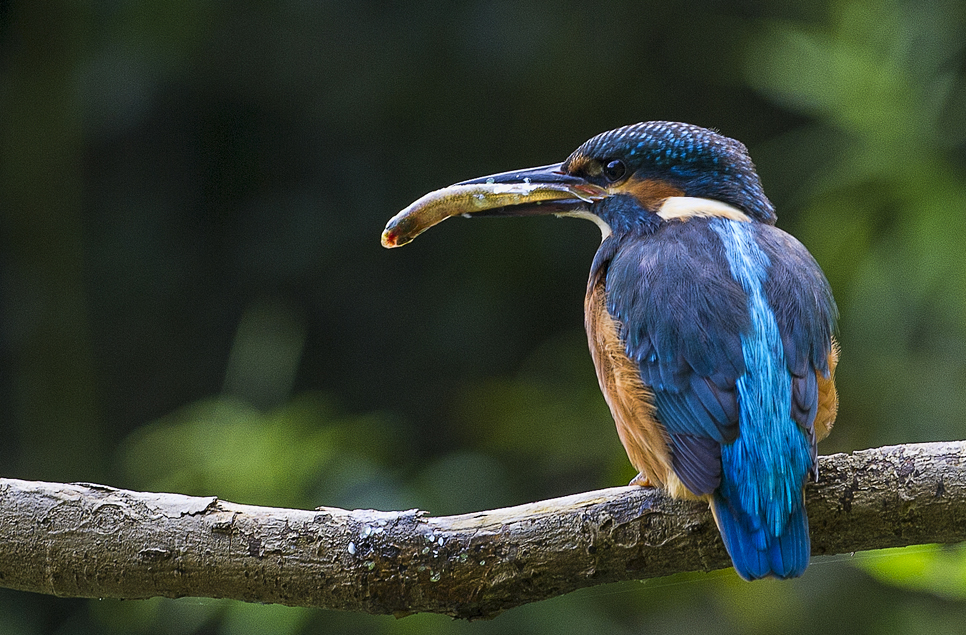 Kingfisher breeding is in full swing