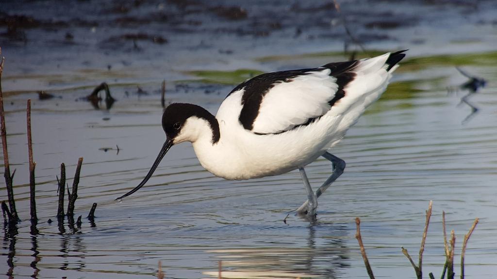 Wildlife sightings for 28th July 2022