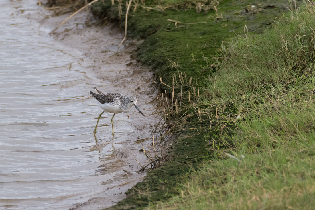 Greenshank flock all day on main lake April 21st