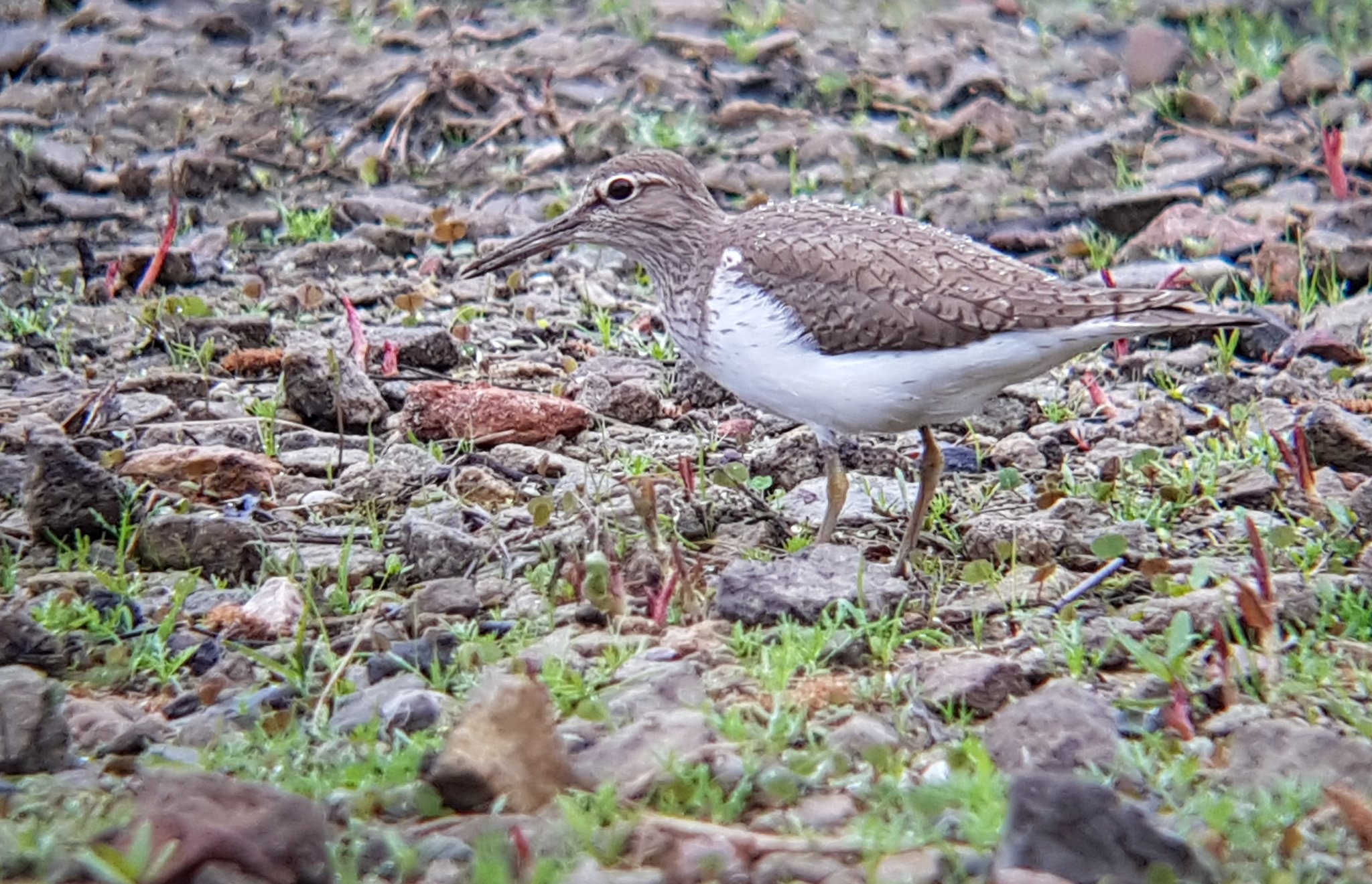 Sandpipers